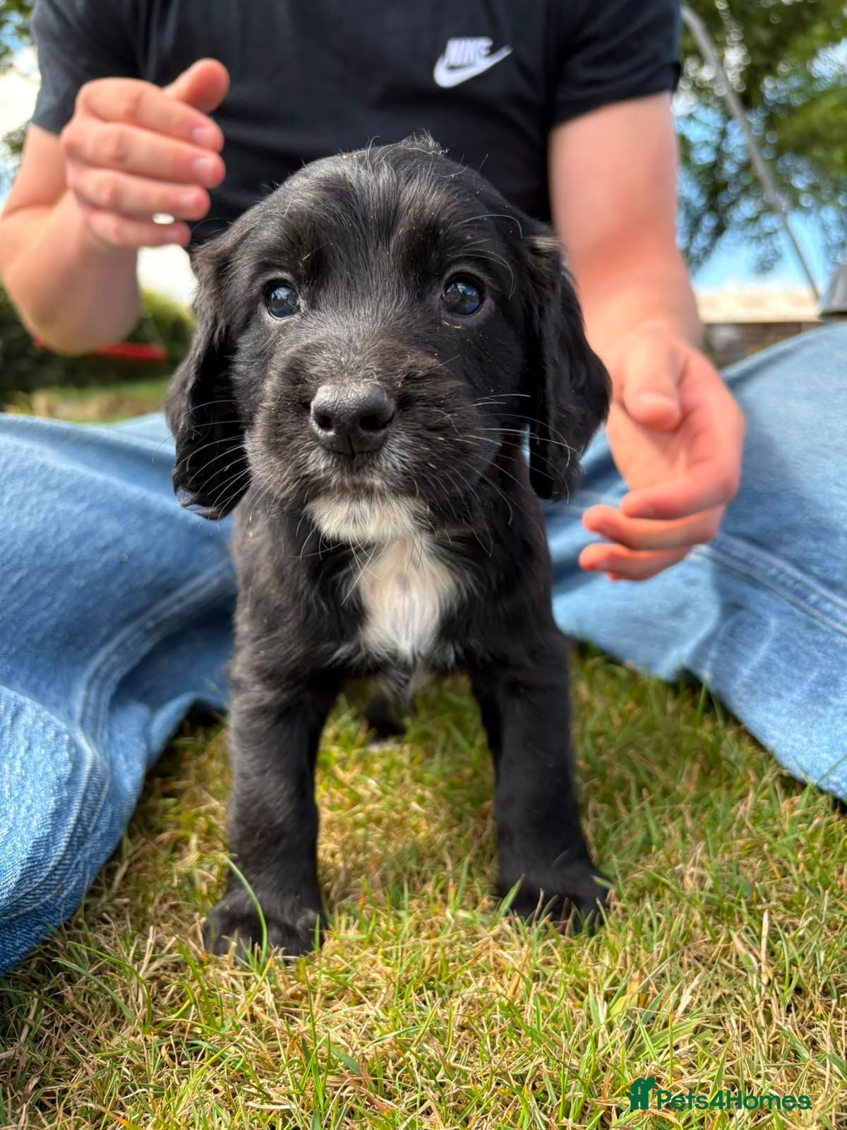 Cocker Spaniel dogs KC cocker spaniels - Advert 2