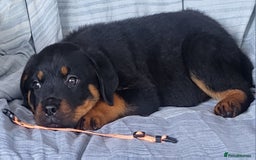 Rottweiler dogs for sale: Chunky Rottweiler Puppies  - Image 14