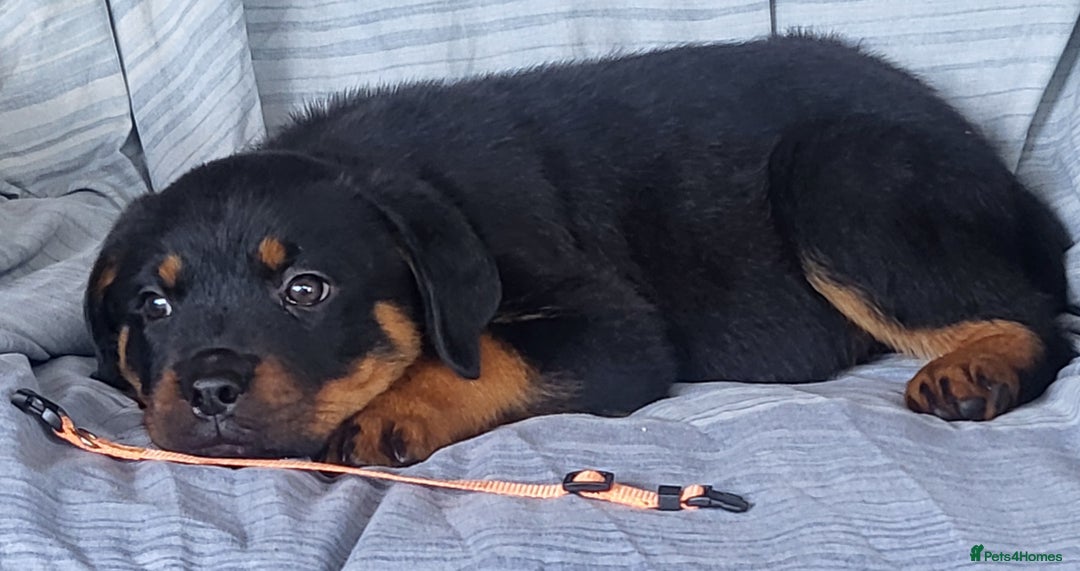Rottweiler dogs for sale: Chunky Rottweiler Puppies  - Image 14