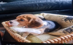 Beagle dogs for sale: (5th gen) pure pedigree beagle puppy - Image 13