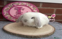 Mini Lop rabbits for sale: Pure Bred Minilops - Image 5