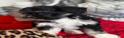 Malshi dogs for sale: Little Puppy - Advert 3