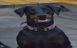 Dobermann dogs for sale: Doberman puppies  - Advert 3