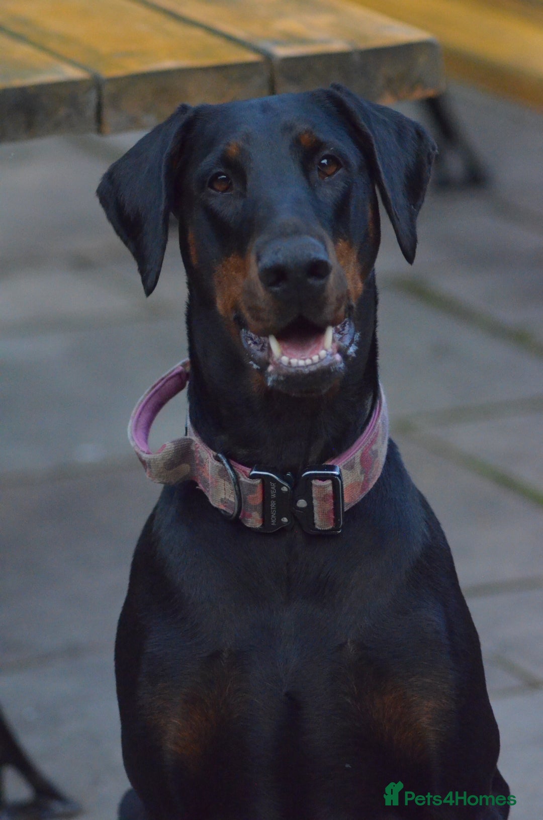Dobermann dogs for sale: Doberman puppies  - Advert 3