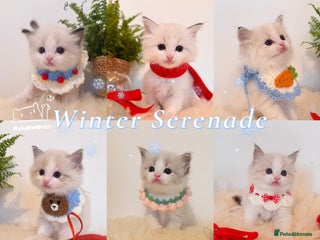 Ragdoll cats 🌟DNA Test🏆GCCF/TICA Championship Ragdoll Kitten - Advert 1