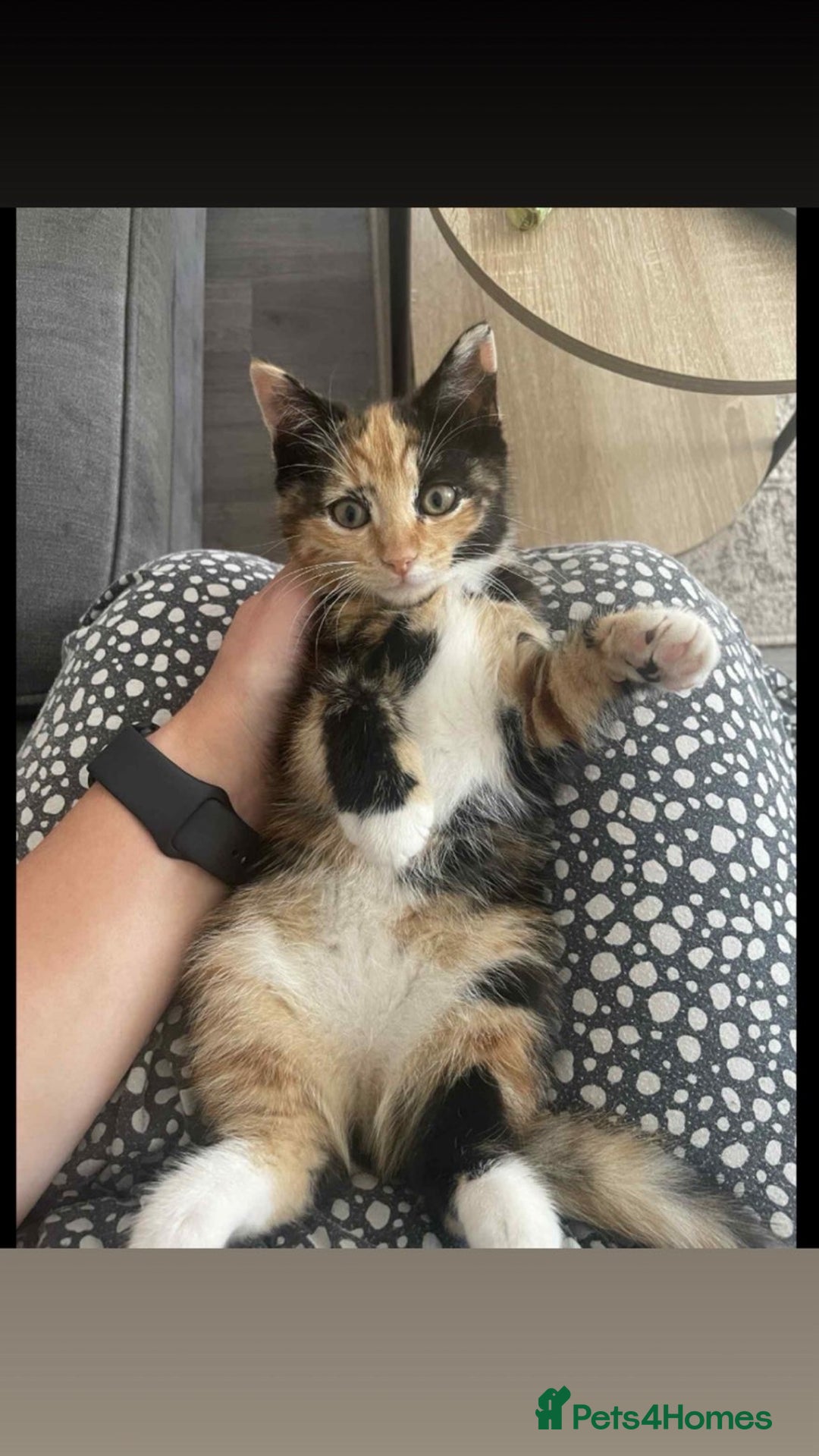 British Shorthair cats for sale: Ginny and Joey - Advert 5