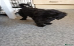 Labradoodle dogs for sale: F,1,B Standard labradoodles - Image 9