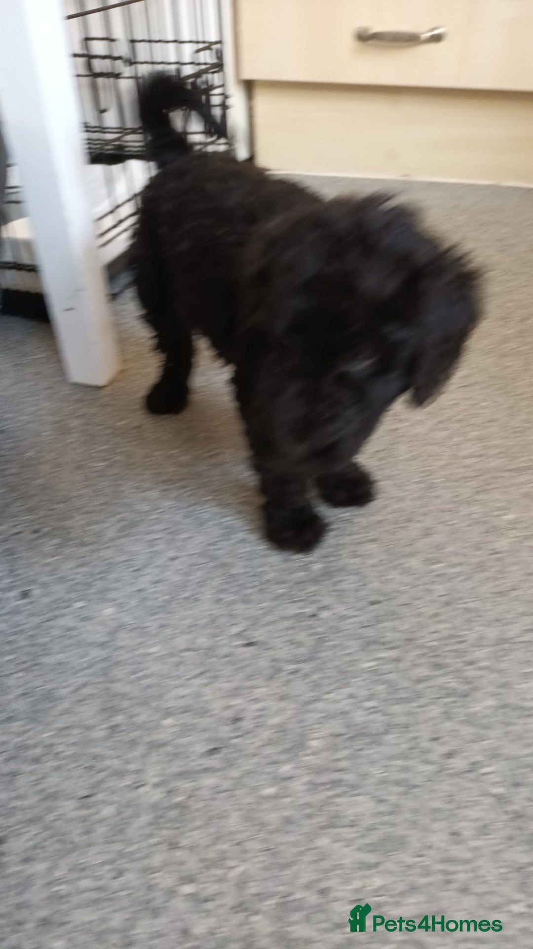 Labradoodle dogs for sale: F,1,B Standard labradoodles - Image 9