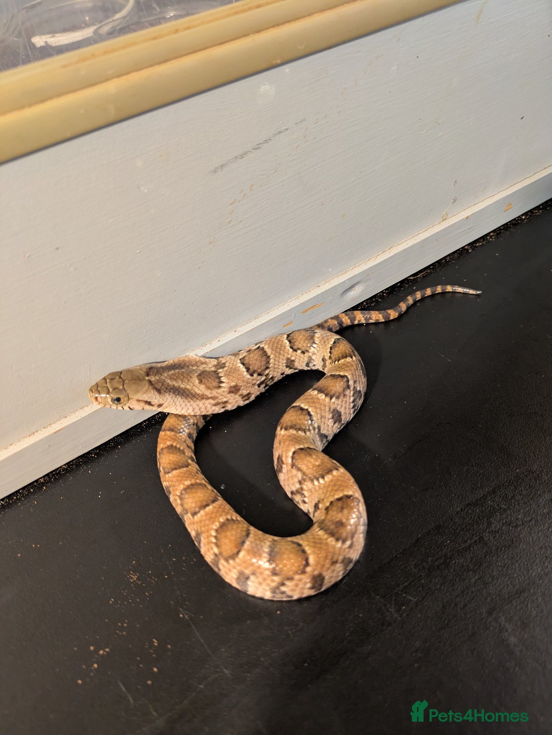 Snake reptiles for sale: Hypo false water cobras  - Image 4