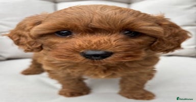 Cavapoo dogs - Advert 11