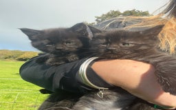 Mixed Breed cats for sale: Gorgeous half Maine coon kittens  - Image 3