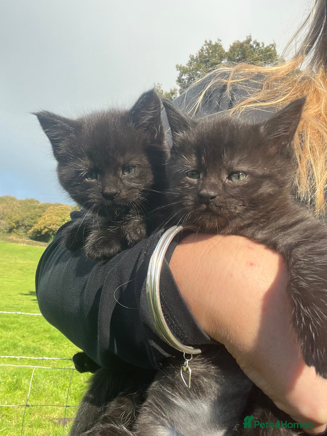 Mixed Breed cats for sale: Gorgeous half Maine coon kittens  - Image 3