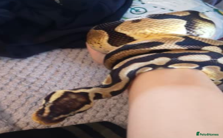 Python Snake reptiles - Advert 1