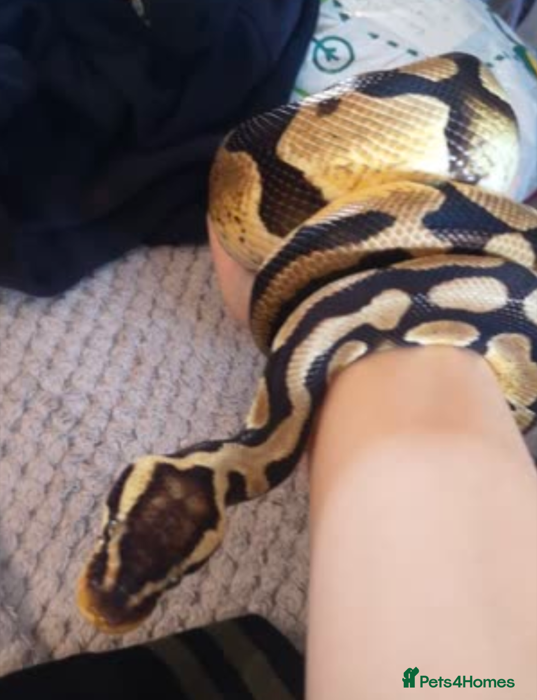 Python Snake reptiles for sale: Pastel ball python  - Image 1