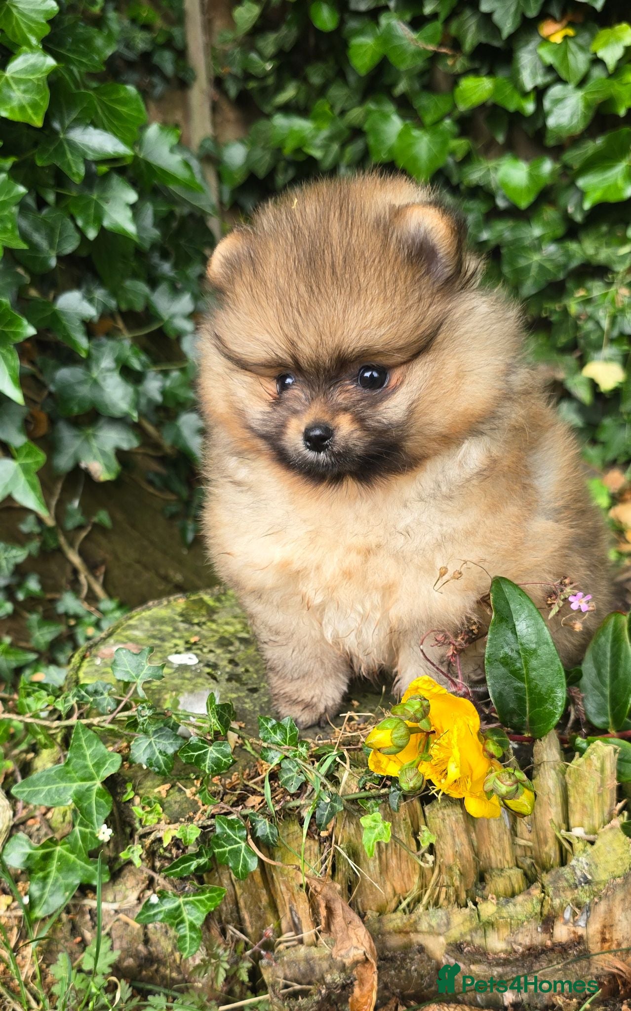 Pomeranian dogs *Beautiful male Pedigree pup* - Advert 15