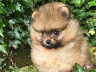Pomeranian dogs *Beautiful male Pedigree pup* - Advert 15