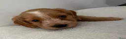 Cocker Spaniel dogs for sale: Cocker Spaniel Puppies  - Advert 11