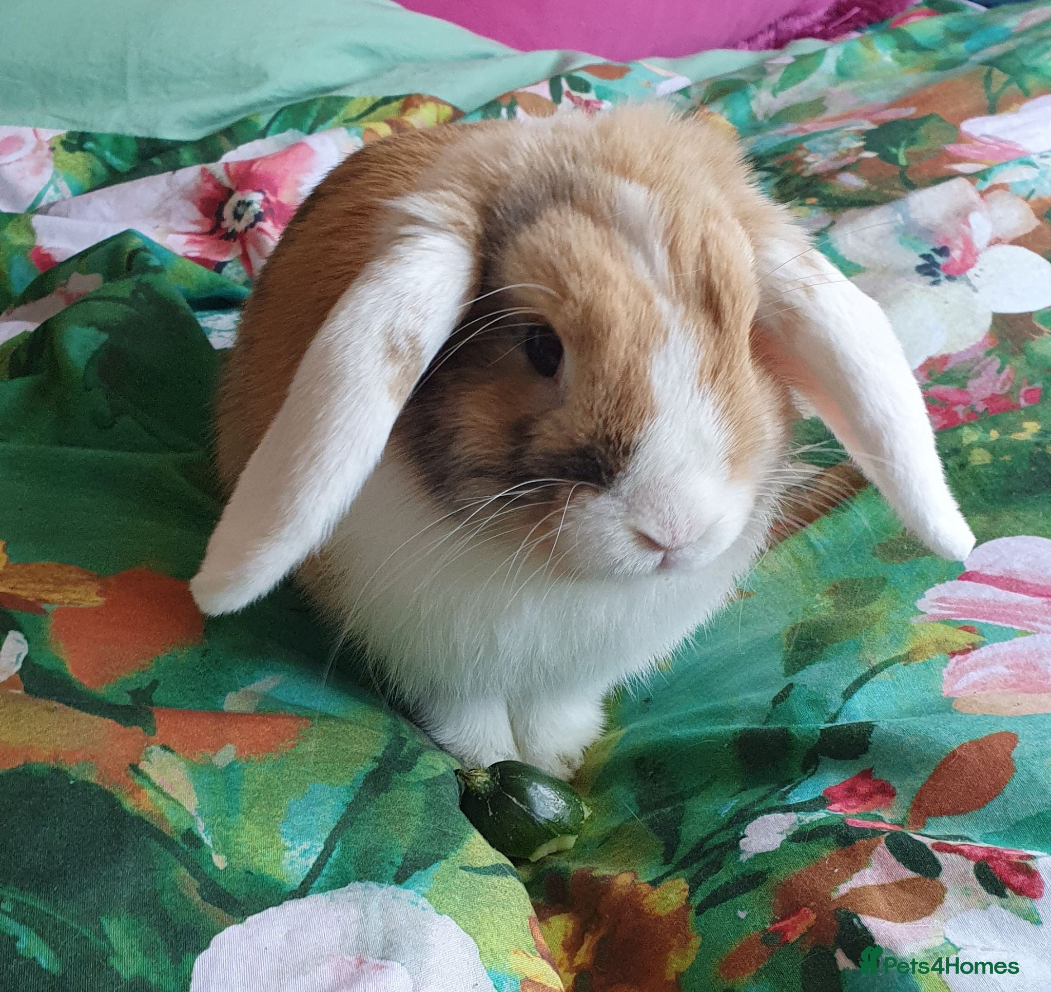 Mini Lop rabbits Friendly gorgeous young male Mini Lop boy rabbit - Advert 2
