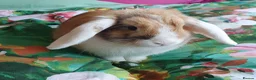 Mini Lop rabbits for sale: Friendly gorgeous young male Mini Lop boy rabbit in Loughborough - Advert 1