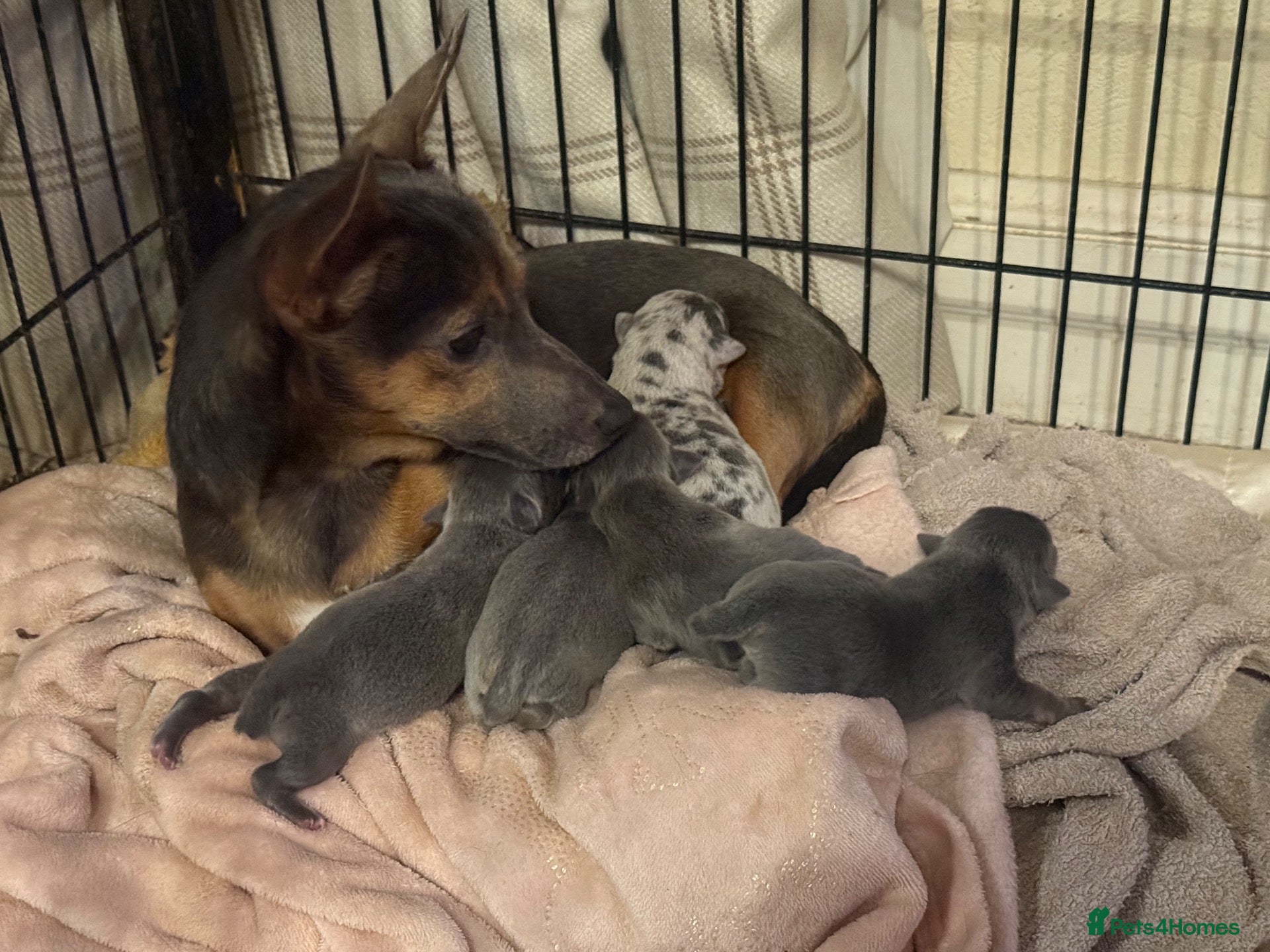 Jack Russell dogs Litter Announcement - Dilute and Merle Minitaure’s - Advert 1