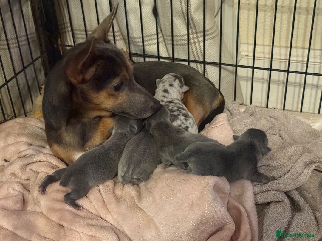 Jack Russell dogs for sale: Litter Announcement - Dilute and Merle Minitaure’s in Ulverston - Advert 1