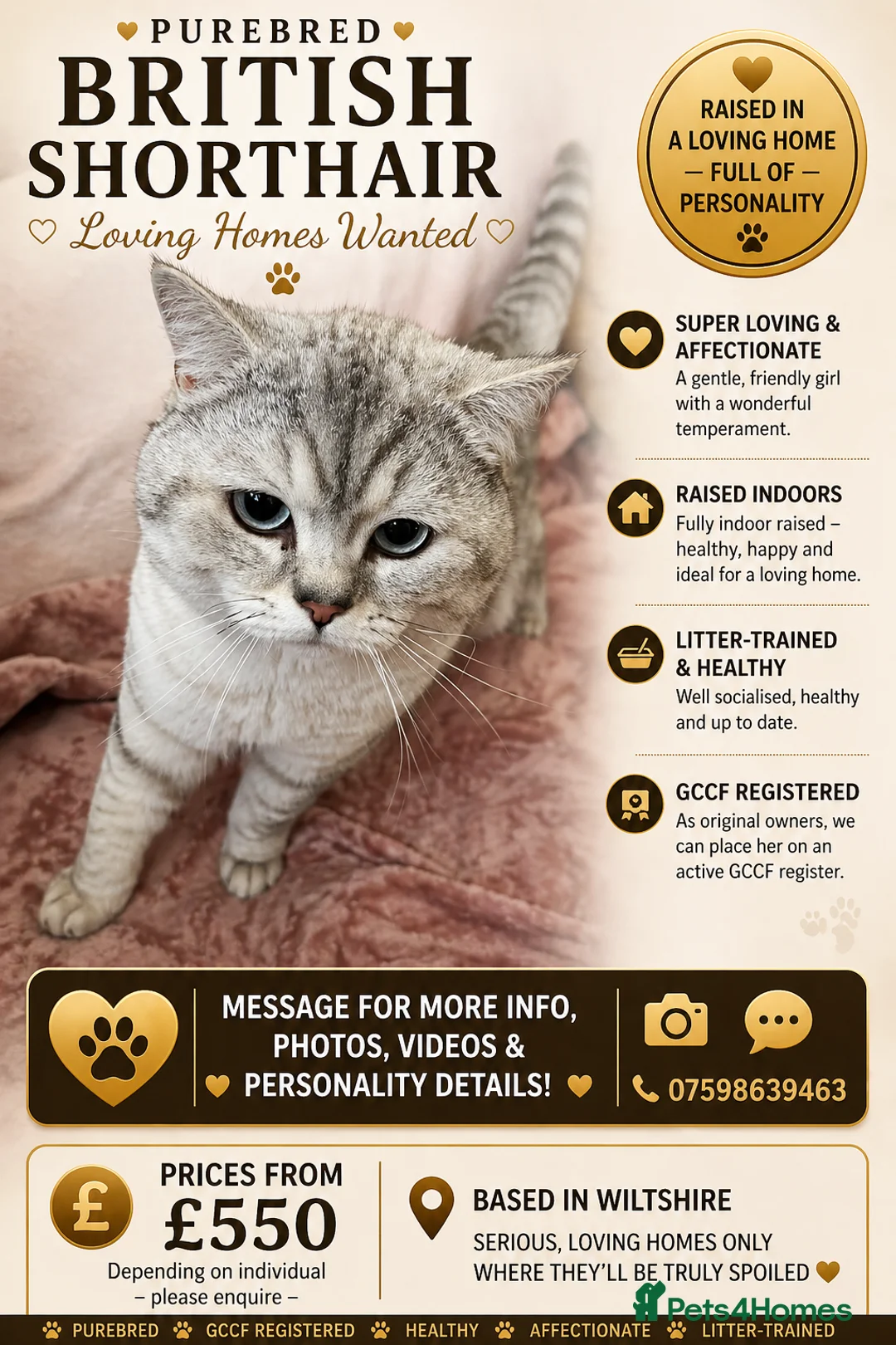 British Shorthair cats for sale: British Shorthair Cats – Retired & Young Adults in Salisbury - Advert 3