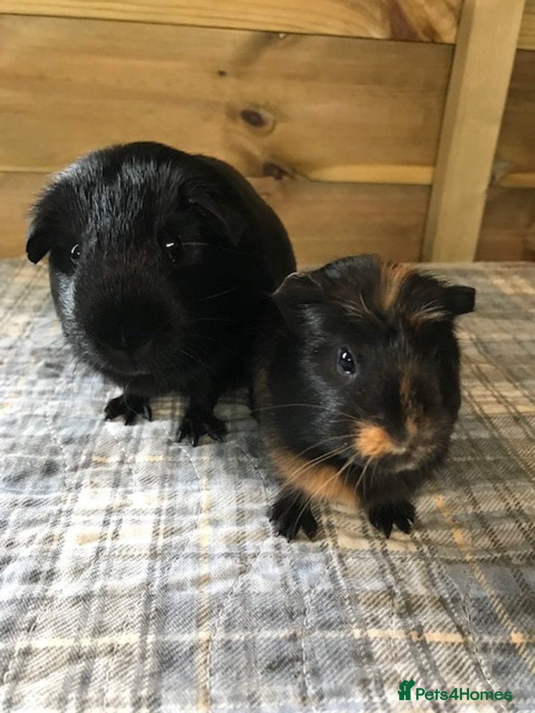 Guinea Pig rodents for sale: Beautiful Boar Pigs available - Advert 2