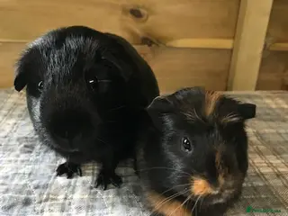 Guinea Pig rodents Beautiful Boar Pigs available - Advert 5