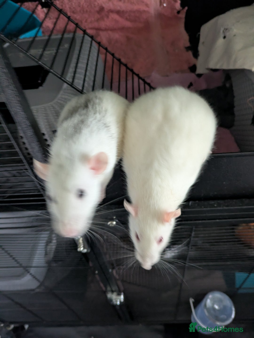 Rat rodents for sale: Rehoming 4 beautiful girls varied ages - Image 2