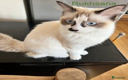 Ragdoll cats for sale:  Rehoming Ragdoll Cats. Indoor Homes Onlyz  - Image 4