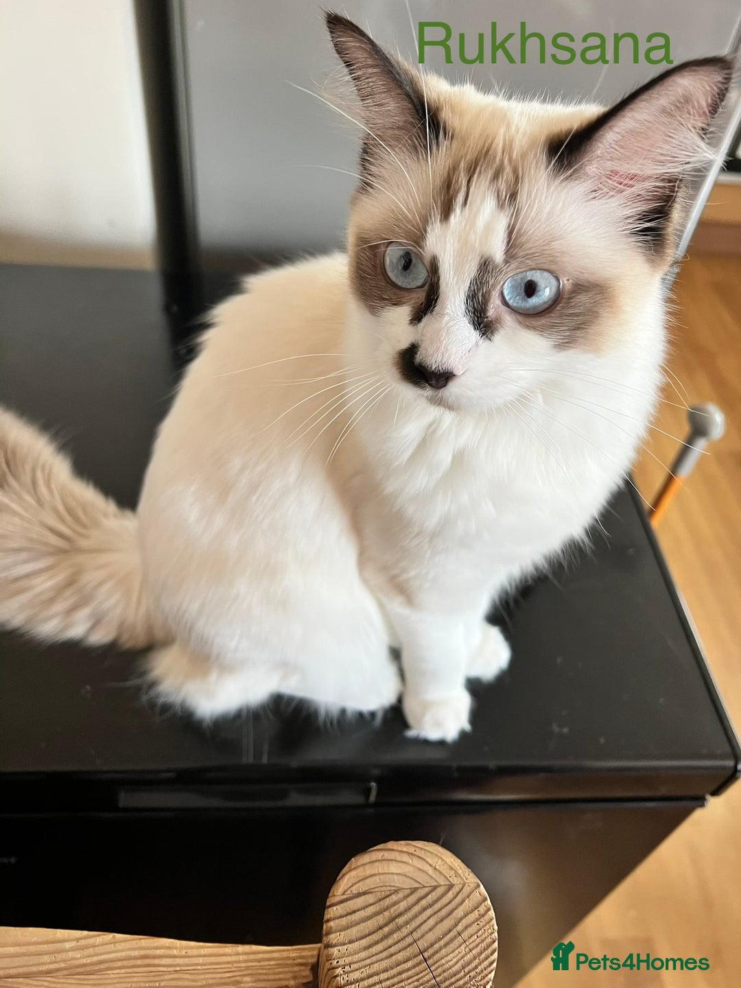 Ragdoll cats for sale:  Rehoming Ragdoll Cats. Indoor Homes Onlyz  - Image 4