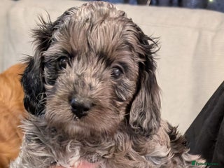 Cavapoo dogs - Advert 29