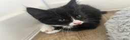 British Longhair cats for sale: 7 beautiful kittens ready for new homes  - Advert 4