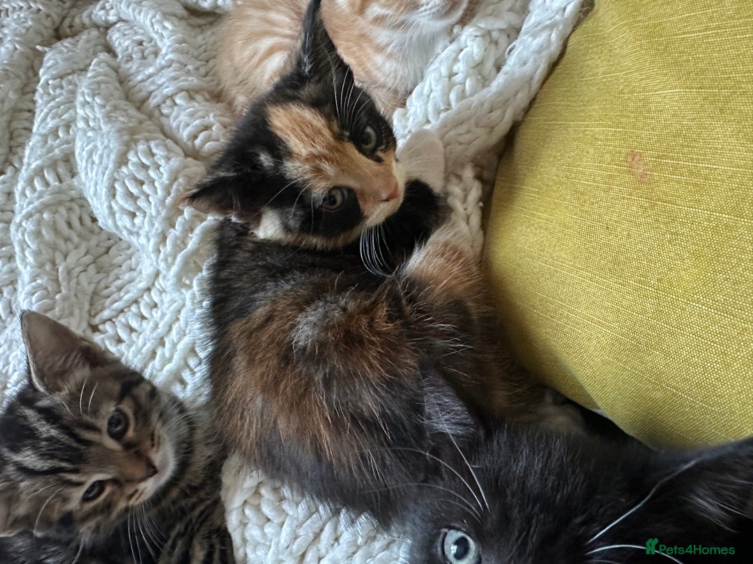 Mixed Breed cats for sale: Lovely kittens - Image 3
