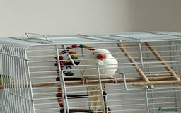 Ringnecks birds for sale: Ring neck Indian parrot  - Image 2