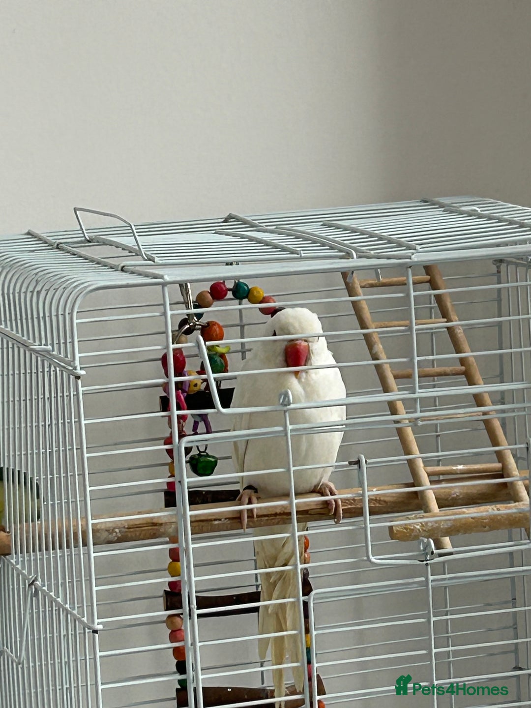 Ringnecks birds for sale: Ring neck Indian parrot  - Image 2