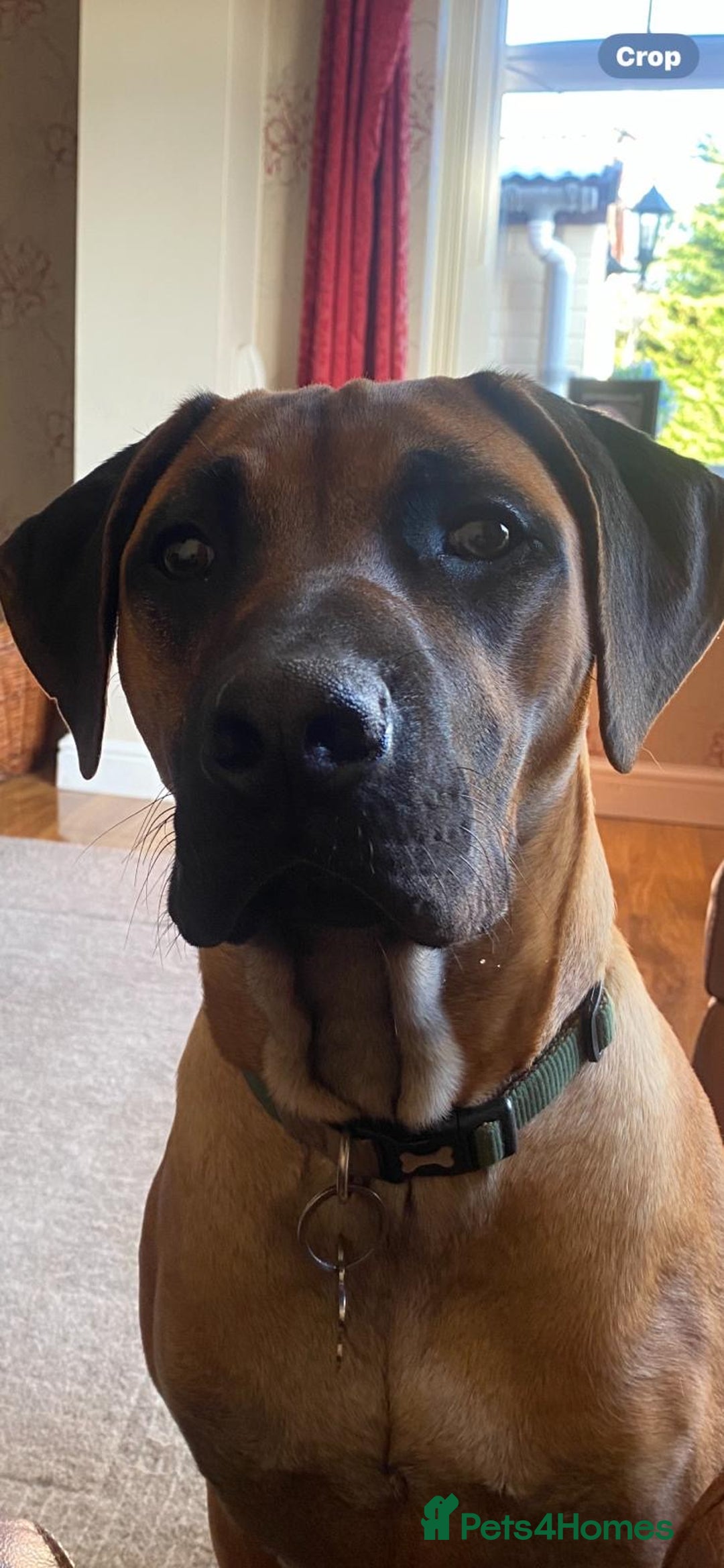 Rhodesian Ridgeback dogs for sale: Rhodetian Ridgeback Male - Advert 3