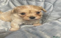 Mixed Breed dogs for sale: Beautiful Maltese / KC Cavalier Cross - Image 4