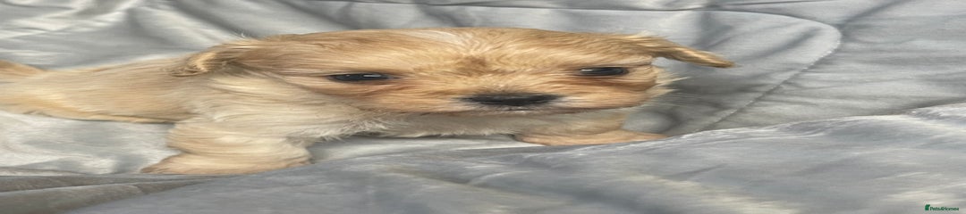 Mixed Breed Puppy 3