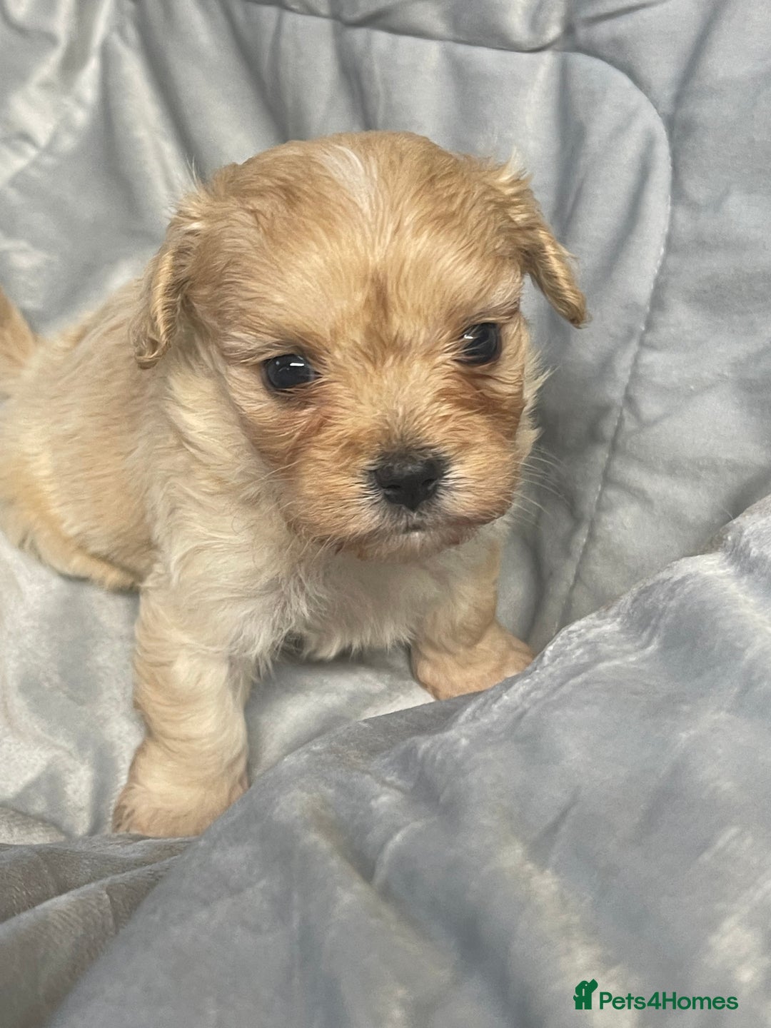 Mixed Breed dogs for sale: Beautiful Maltese / KC Cavalier Cross - Image 4