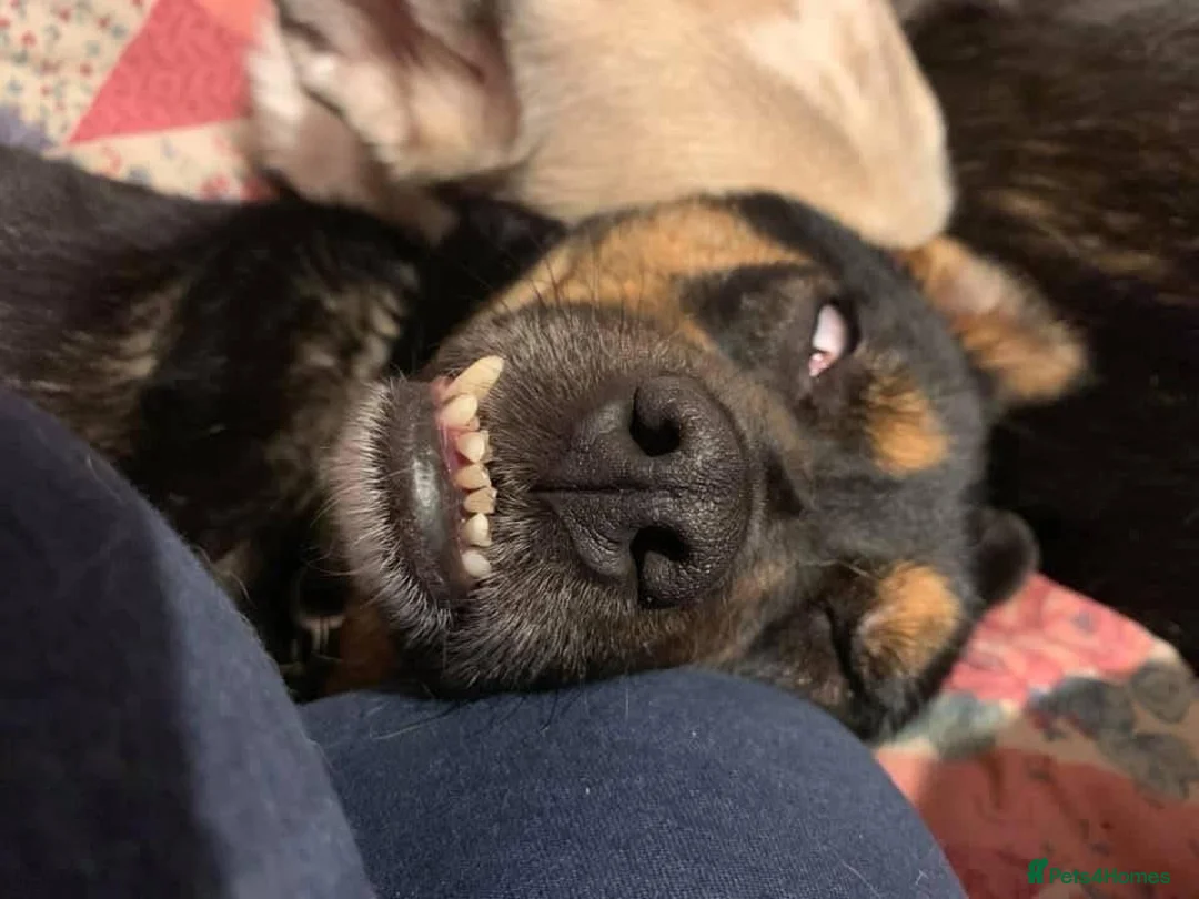 Mixed Breed dogs for adoption: Paddy - Norwich Norfolk  - Advert 17