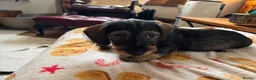 Dachshund dogs for sale: Five miniature Wire Haired Dachshund puppies - Advert 14
