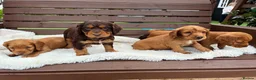 Cocker Spaniel dogs for sale:  🐾 KC Registered Cocker Spaniel Puppies - Advert 10