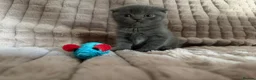Scottish Fold cats for sale: 3 boys 2 girls  in Spalding - Advert 4