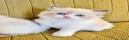 Ragdoll cats for sale: Ragdoll x Persian Kittens - Advert 7