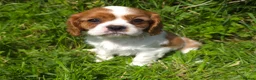 Cavalier King Charles Spaniel dogs for sale: * DNA TESTED CLEAR PUPPIES * - Advert 7