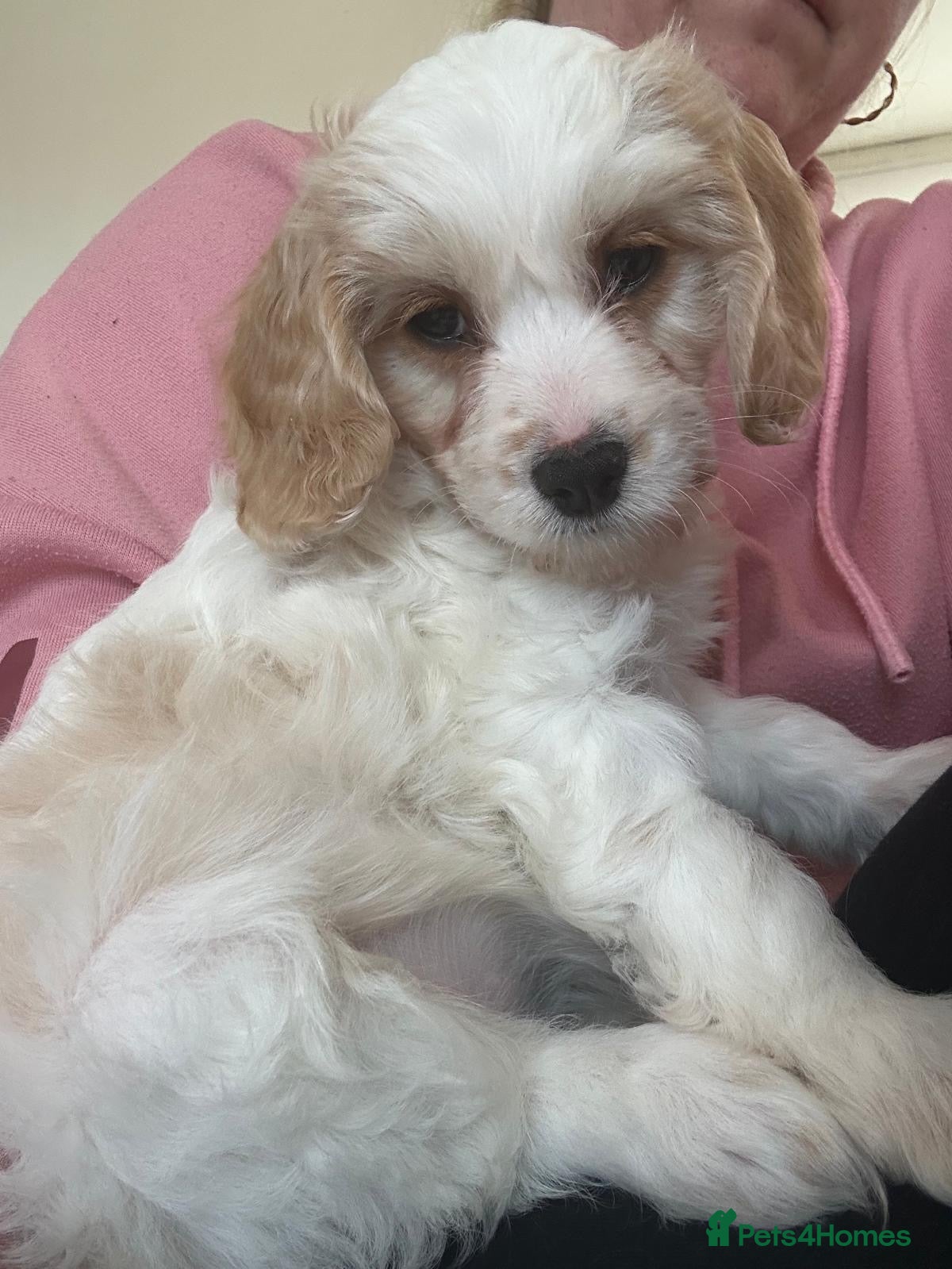 Mixed Breed dogs LAST GIRL Apricot Cockapoo puppies READY TO LEAVE - Advert 16