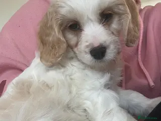 Mixed Breed dogs LAST GIRL Apricot Cockapoo puppies READY TO LEAVE - Advert 16