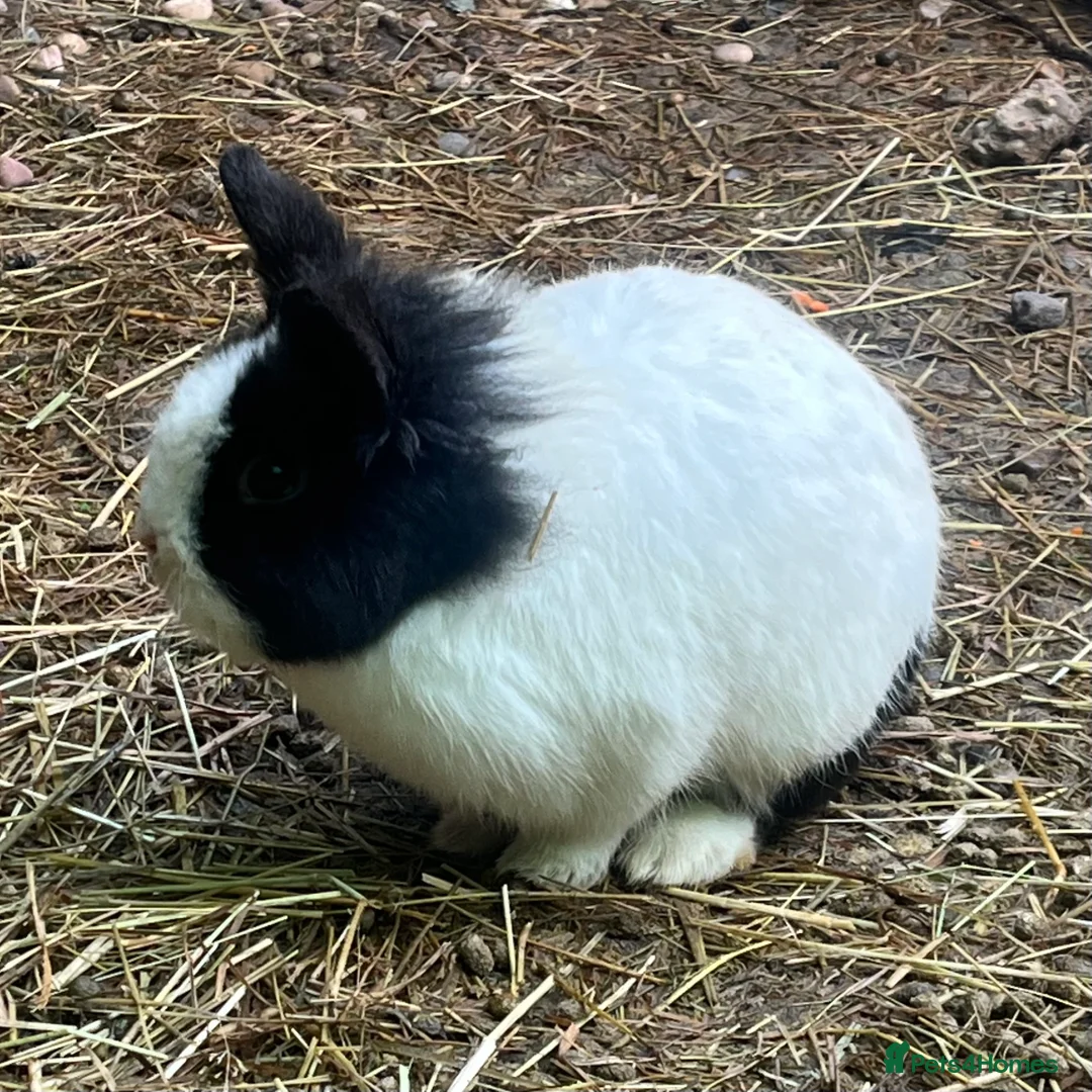 Lionhead rabbits for sale: 3 lion head rabbits  - Advert 1