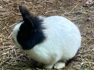 Lionhead rabbits 3 lion head rabbits - Advert 1